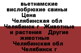 вьетнамские вислобрюхие свиньи › Цена ­ 5 000 - Челябинская обл., Челябинск г. Животные и растения » Другие животные   . Челябинская обл.,Челябинск г.